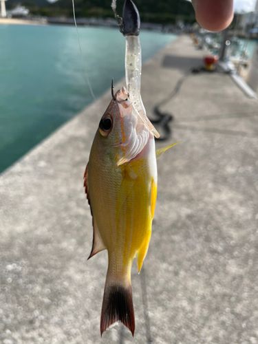 オキフエダイの釣果