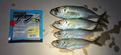 アジの釣果