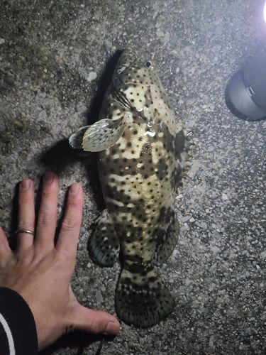 チャイロマルハタの釣果