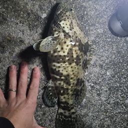 チャイロマルハタ