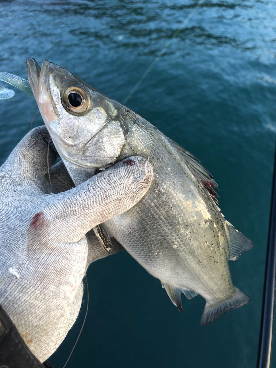 セイゴ（ヒラスズキ）