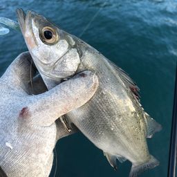 セイゴ（ヒラスズキ）