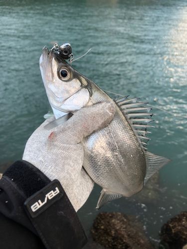 セイゴ（ヒラスズキ）の釣果