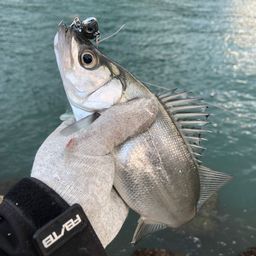 セイゴ（ヒラスズキ）