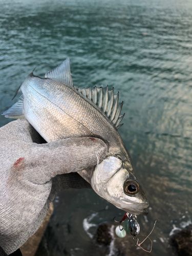 セイゴ（ヒラスズキ）の釣果