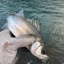 セイゴ（ヒラスズキ）