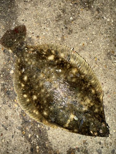 碧南海釣り公園