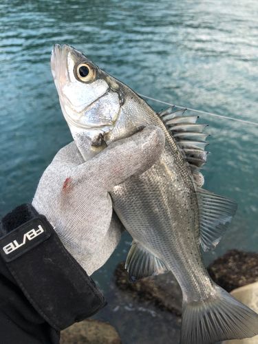 セイゴ（ヒラスズキ）の釣果