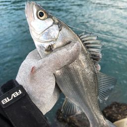 セイゴ（ヒラスズキ）