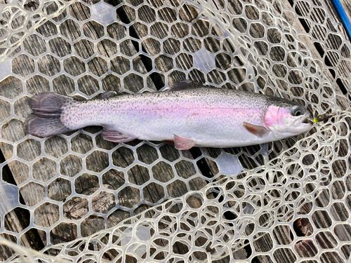 ニジマスの釣果