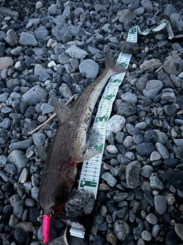 ワニエソの釣果