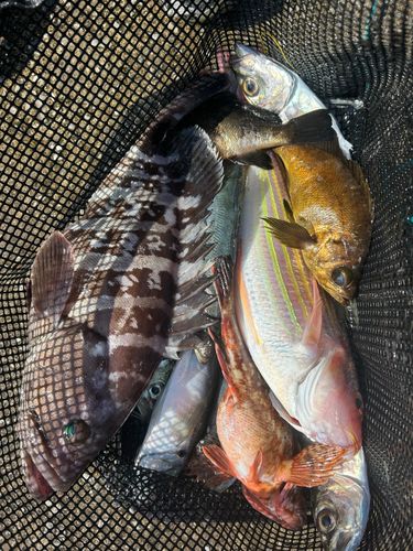 シロアマダイの釣果