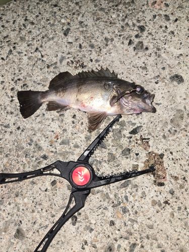 クロメバルの釣果