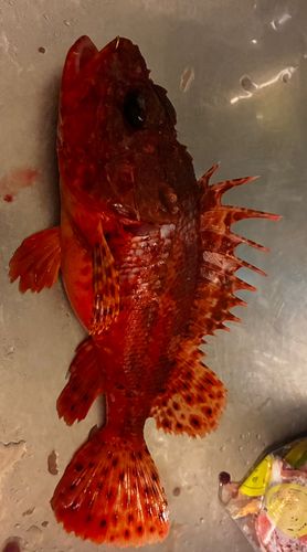 イズカサゴの釣果