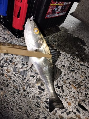 セイゴ（マルスズキ）の釣果