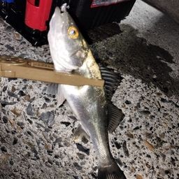 セイゴ（マルスズキ）