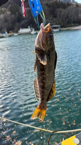 アイナメの釣果