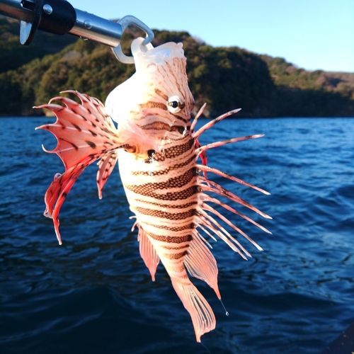 ミノカサゴの釣果