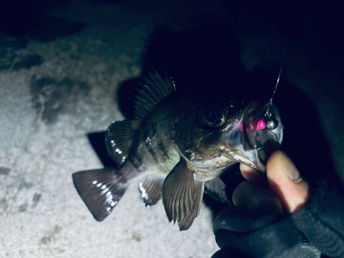 メバルの釣果
