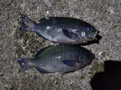 メジナの釣果