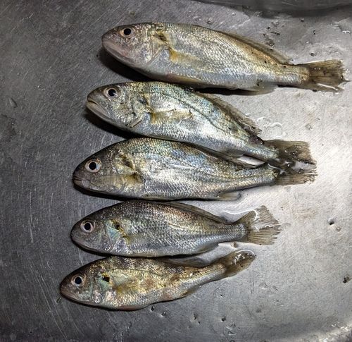 イシモチの釣果