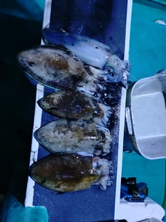 カミナリイカの釣果
