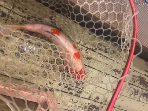 ドイツゴイの釣果