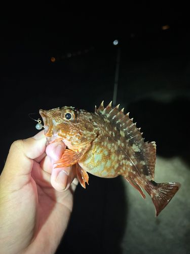 アラカブの釣果