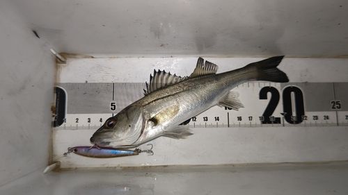 セイゴ（マルスズキ）の釣果