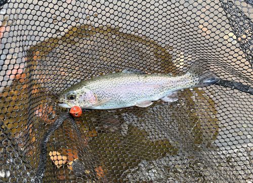 ニジマスの釣果