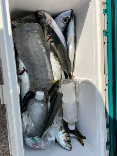 マアジの釣果