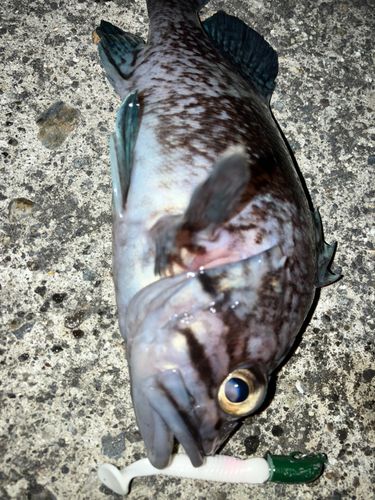 船越湾（岩手）