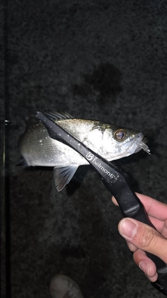 セイゴ（マルスズキ）の釣果