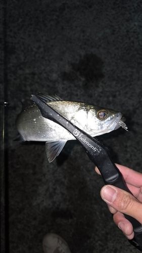 セイゴ（マルスズキ）の釣果