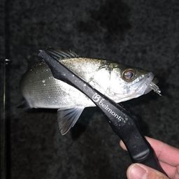 セイゴ（マルスズキ）