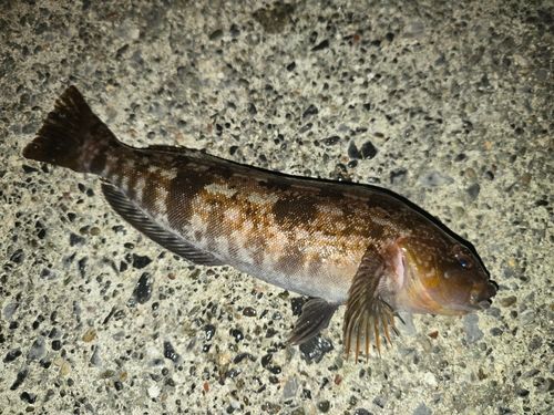 アイナメの釣果