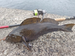 アイナメの釣果