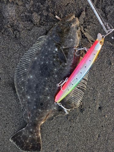 ヒラメの釣果