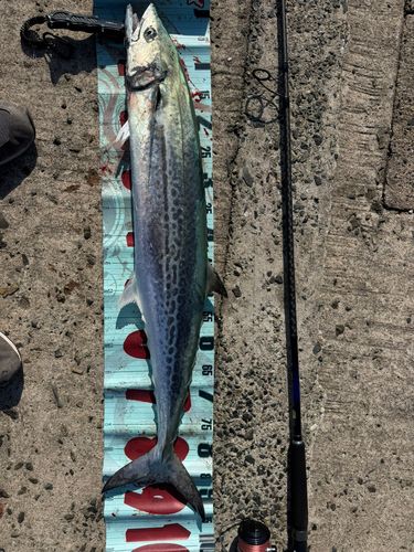 サワラの釣果