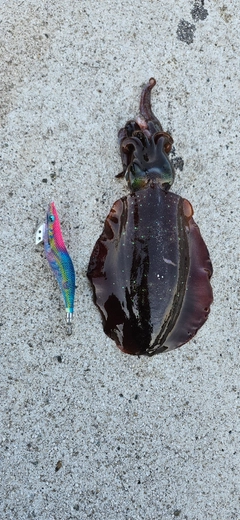 アオリイカの釣果