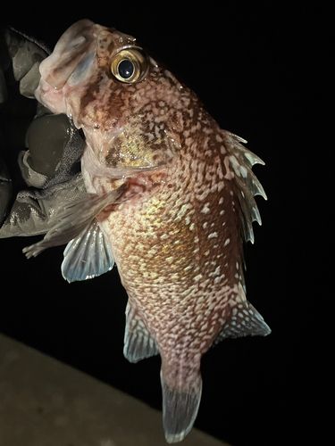 三陸海岸（岩手）