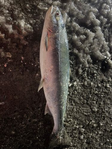 サクラマスの釣果