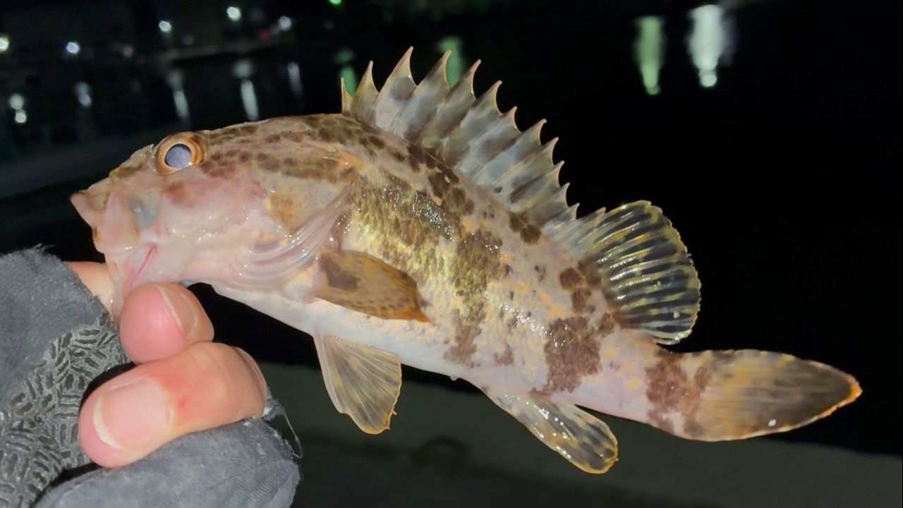 タケノコメバル