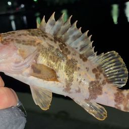 タケノコメバル