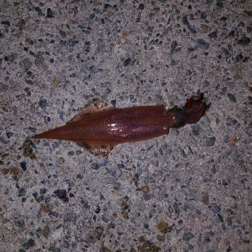 ヤリイカの釣果