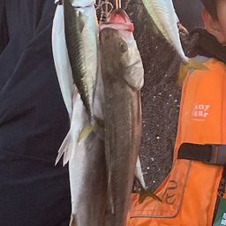 ハネ（マルスズキ）