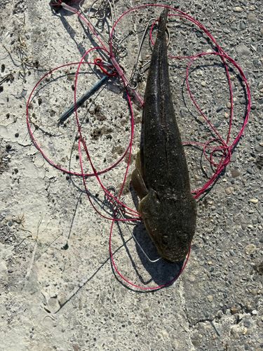 新舞子海岸（富津）