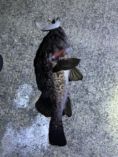 クロソイの釣果