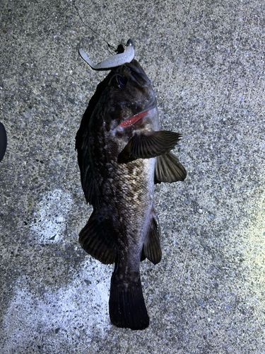 クロソイの釣果