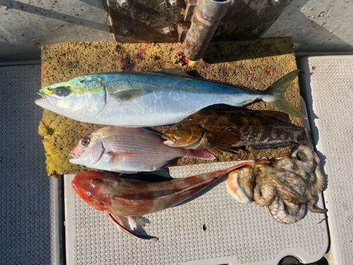 アイナメの釣果